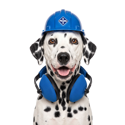 Dalmatiner mit Praml Bauhelm und Gehörschutz